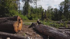 Best Lot and Land Clearing  in Jackson, MS