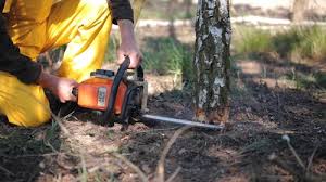  Jackson, MS Tree Care Pros