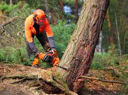 Best Lawn Disease Treatment  in Jackson, MS