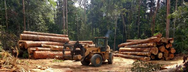 Best Commercial Tree Services  in Jackson, MS