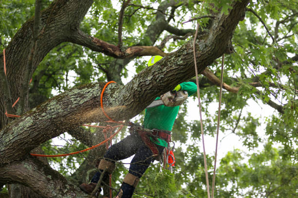 Best Tree Disease Treatment  in Jackson, MS