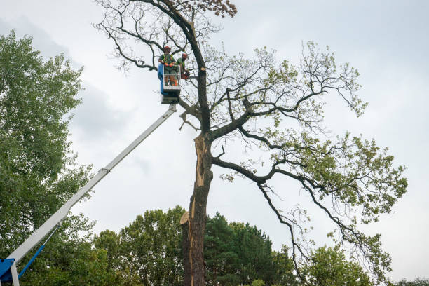 Best Hazardous Tree Removal  in Jackson, MS