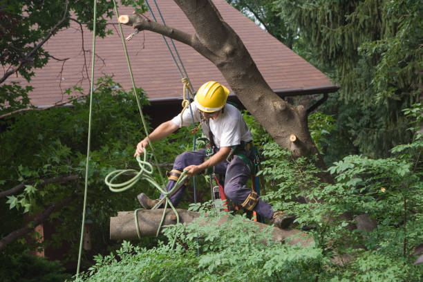 Best Lawn Watering Services  in Jackson, MS