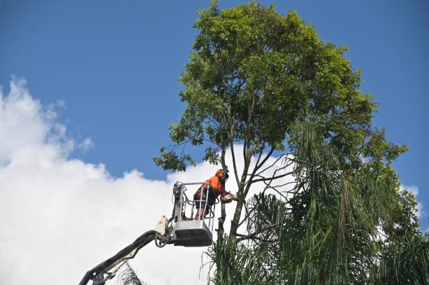 Best Hedge Trimming  in Jackson, MS