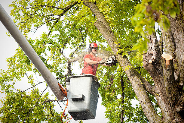 Best Emergency Tree Removal  in Jackson, MS