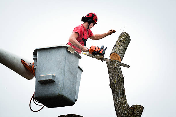 Best Tree Removal  in Jackson, MS