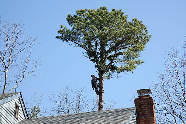 Best Tree Cabling and Bracing  in Jackson, MS